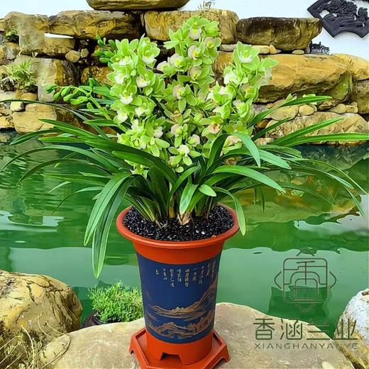 大花蕙兰香兰阳台客厅兰花绿植精品 商品图4