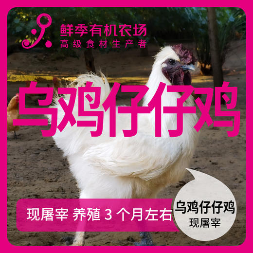 散养 乌鸡仔仔鸡 童子鸡 75-95日龄不低于650克 商品图0