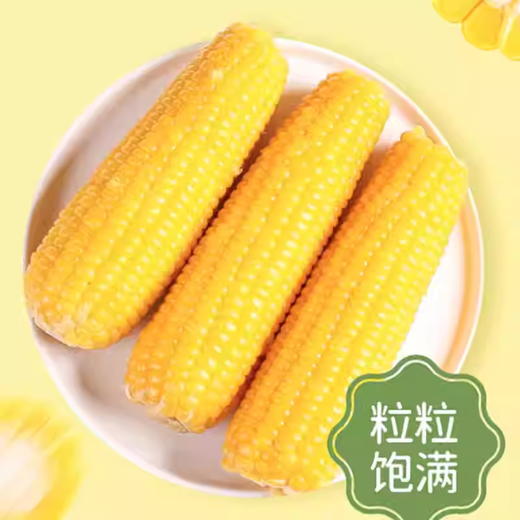 【邻家饭香】东北鲜食黄糯玉米 1600g(8穗/盒) LJFX72-Y 商品图1