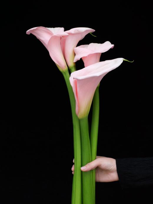 【AB级火烈鸟.马蹄莲】5支/份  长约60-65cm 商品图3