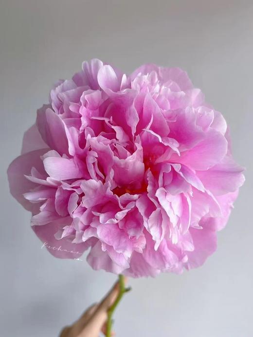 精品花材弗莱明芍药花 商品图1