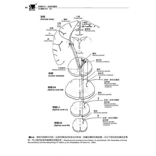 现货儿童语言障碍评估/儿童语言与沟通障碍/言语障碍评估资源手册 商品图4