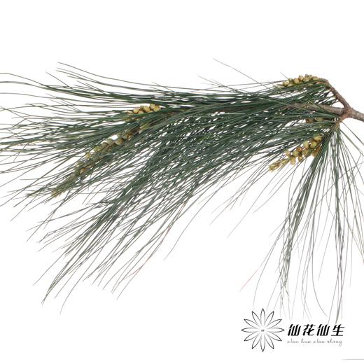 叶材 | 五针松 商品图5