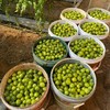 每年就惦记这一口脆爽【柿小愿 多彩小番茄】混水果圈的小番茄 颗颗饱满 晶莹剔透 满口爆汁 根本停不下来！ 商品缩略图1