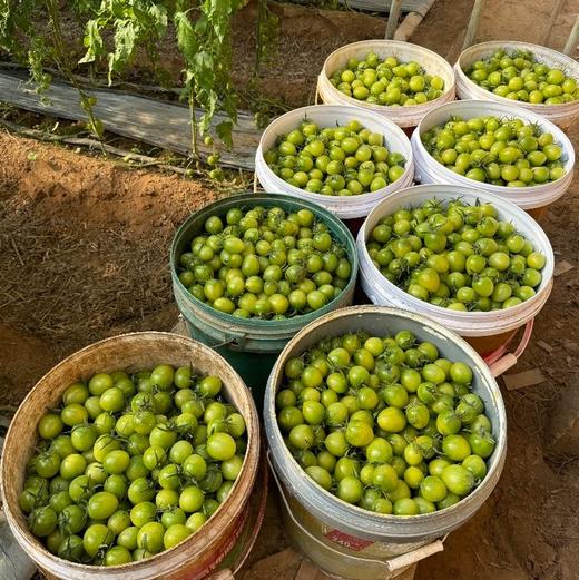 每年就惦记这一口脆爽【柿小愿 多彩小番茄】混水果圈的小番茄 颗颗饱满 晶莹剔透 满口爆汁 根本停不下来！ 商品图1