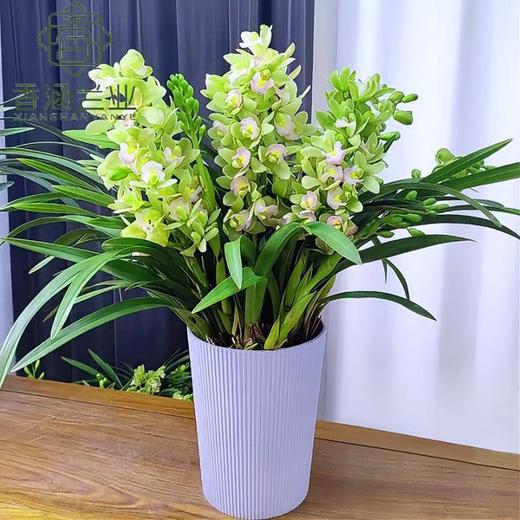 大花蕙兰香兰阳台客厅兰花绿植精品 商品图3