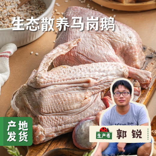 生态散养马岗鹅 | 合作农友生产，产自广州从化，生产者：郭锐 *【公平贸易农人定价】 商品图0
