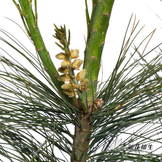 叶材 | 五针松 商品图7