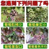 葡萄控旺坐果包 商品缩略图1