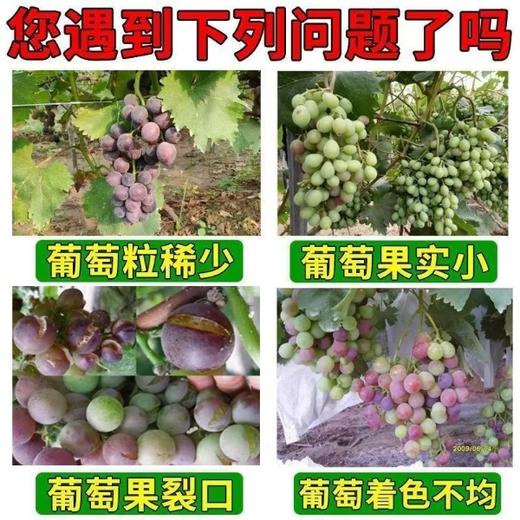 葡萄控旺坐果包 商品图1