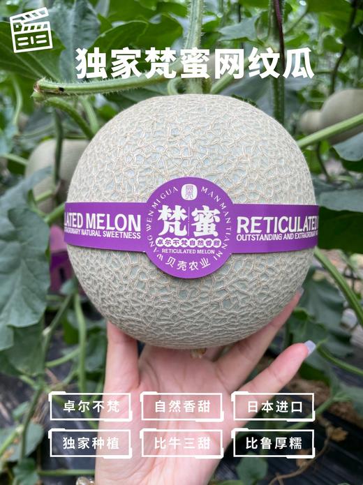 『梵·蜜』高品质『网纹瓜』 商品图2