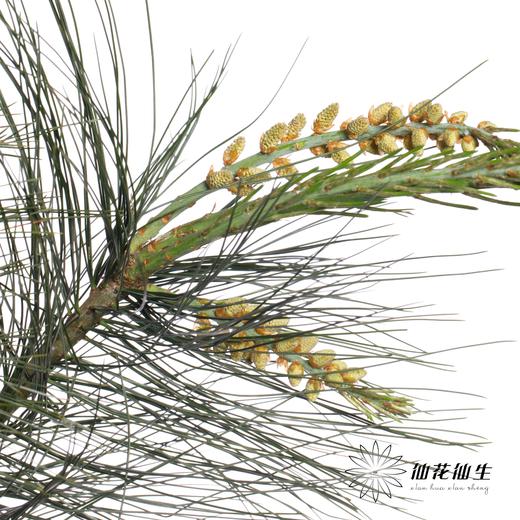 叶材 | 五针松 商品图0