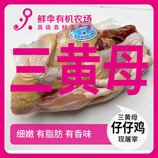 散养 三黄母仔仔鸡 童子鸡 75-95日龄不低于650克 表皮油脂丰富 商品图0