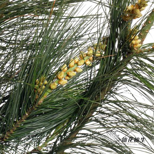 叶材 | 五针松 商品图4