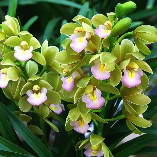 大花蕙兰香兰阳台客厅兰花绿植精品 商品图2