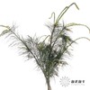 叶材 | 五针松 商品缩略图8