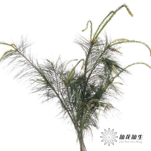 叶材 | 五针松 商品图8