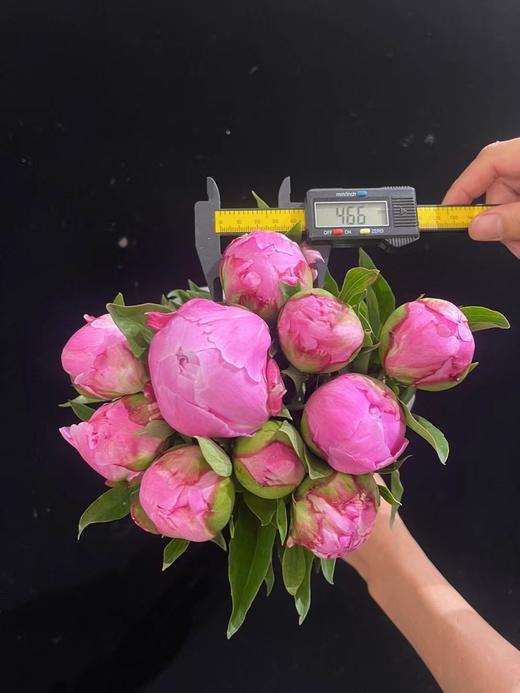 精品花材弗莱明芍药花 商品图6