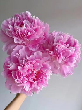 精品花材弗莱明芍药花