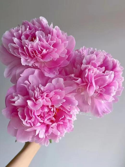 精品花材弗莱明芍药花 商品图0