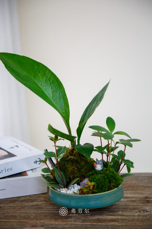 碟盆组合盆栽 商品图2