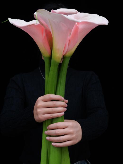 【AB级火烈鸟.马蹄莲】5支/份  长约60-65cm 商品图1