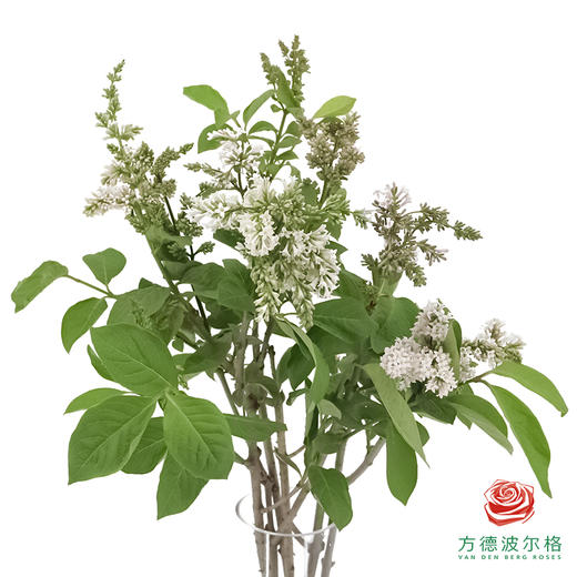 丁香花-白色 5枝/扎 商品图0
