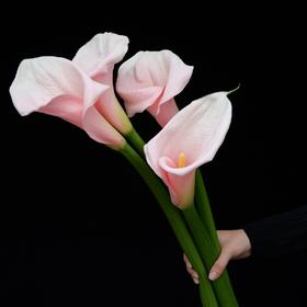 【AB级火烈鸟.马蹄莲】5支/份  长约60-65cm