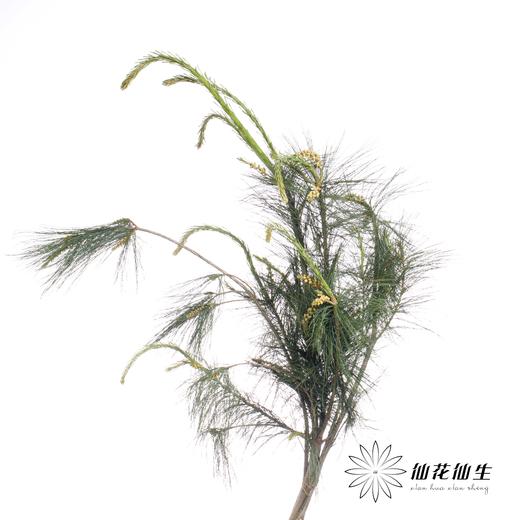 叶材 | 五针松 商品图1