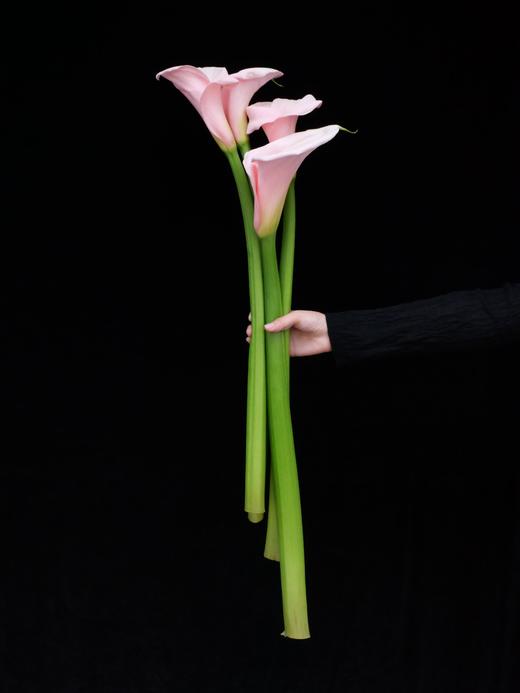 【AB级火烈鸟.马蹄莲】5支/份  长约60-65cm 商品图2