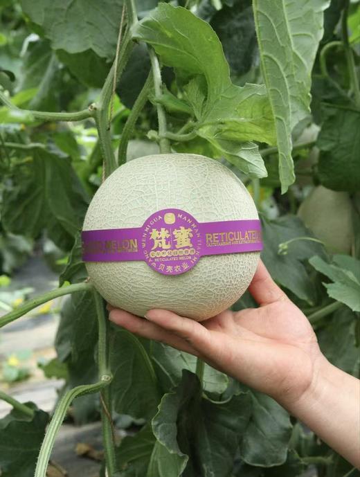 『梵·蜜』高品质『网纹瓜』 商品图4