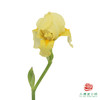 德国鸢尾-星月  1枝 商品缩略图0