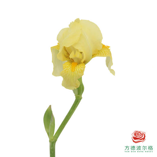 德国鸢尾-星月  1枝 商品图0