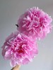 精品花材弗莱明芍药花 商品缩略图2