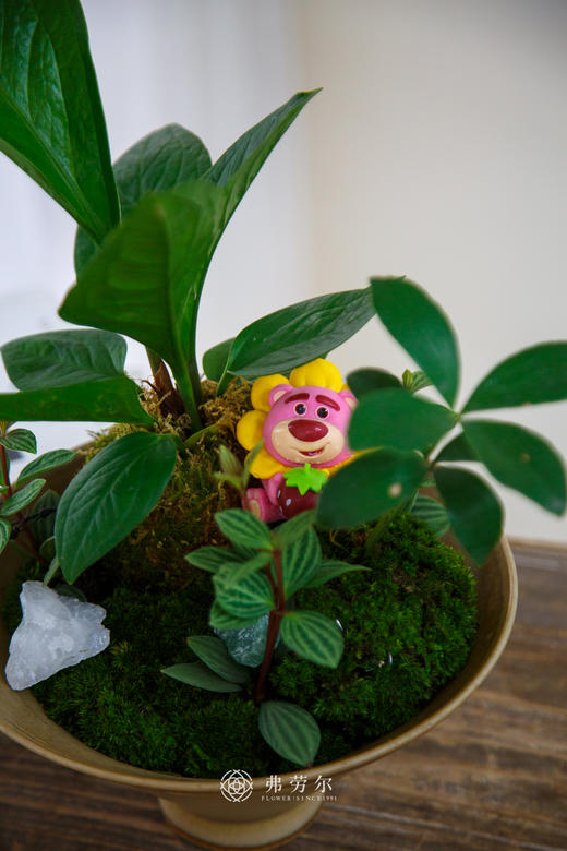 碟盆组合盆栽 商品图1