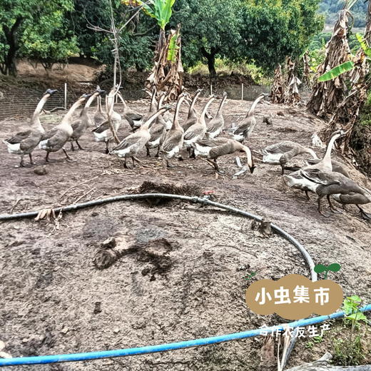 生态散养马岗鹅 | 合作农友生产，产自广州从化，生产者：郭锐 *【公平贸易农人定价】 商品图14