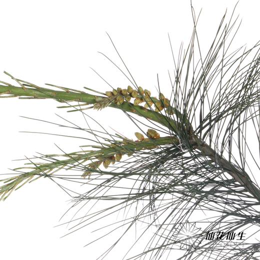 叶材 | 五针松 商品图6