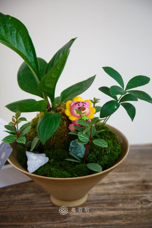 碟盆组合盆栽 商品图2