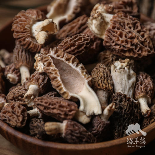 野生小金羊肚菌 | 合作生产 * Wild Xiaojin Morel mushroom| Coproduction 商品图4