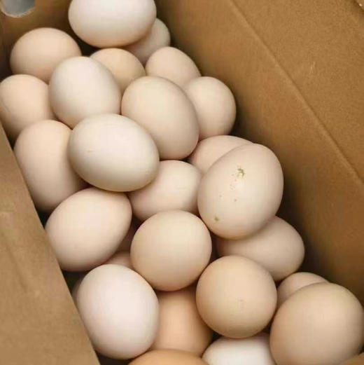 【超值秒带箱10斤精品虫草蛋】！新鲜直达！无激素，无药残，无抗生素，无苏丹红，确保每一枚鲜蛋新鲜品质与食品安全！ 商品图6