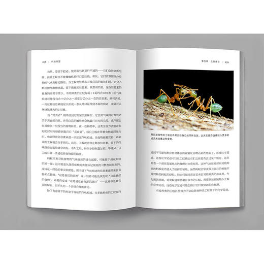 《蚂蚁帝国》 商品图5