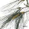 叶材 | 五针松 商品缩略图3
