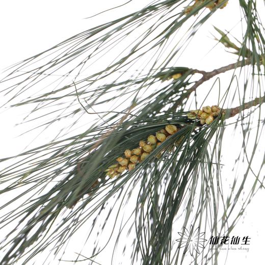 叶材 | 五针松 商品图3