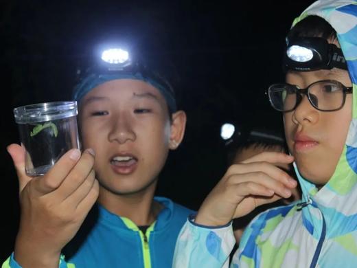 寻找奥森暗夜小精灵 商品图2