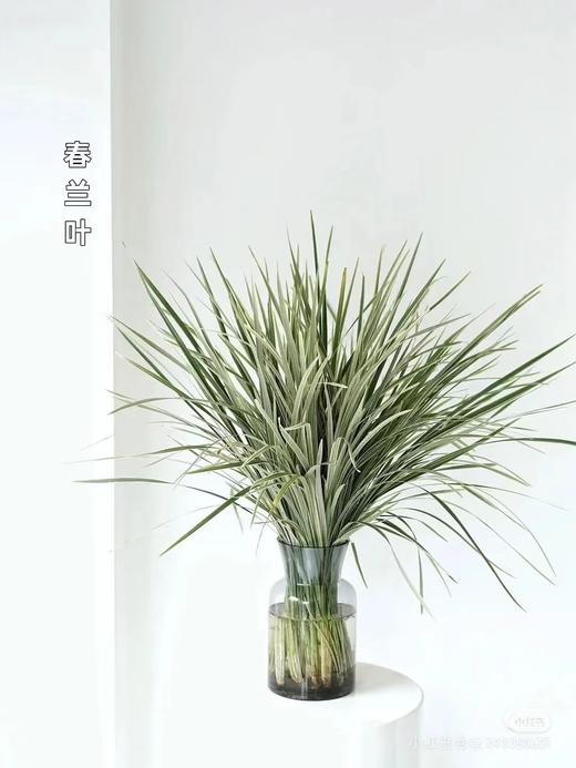 花边春兰，35公分 商品图0