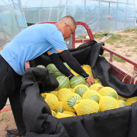 【山东2k小西瓜】顺丰&京东发货，新鲜现摘、酥脆香甜、口感如蜜 商品图8