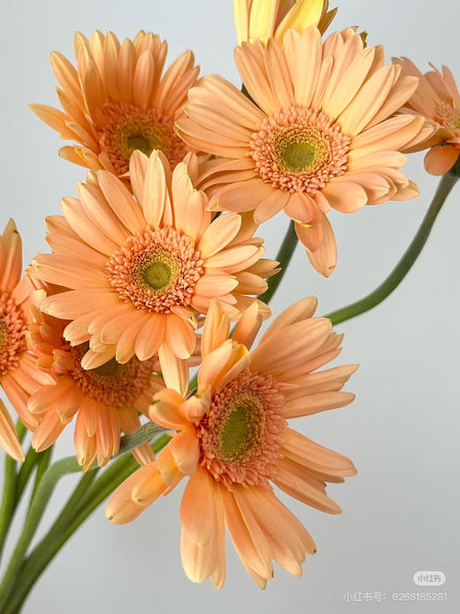 小扶郎香槟色深色（巴黎） 商品图0