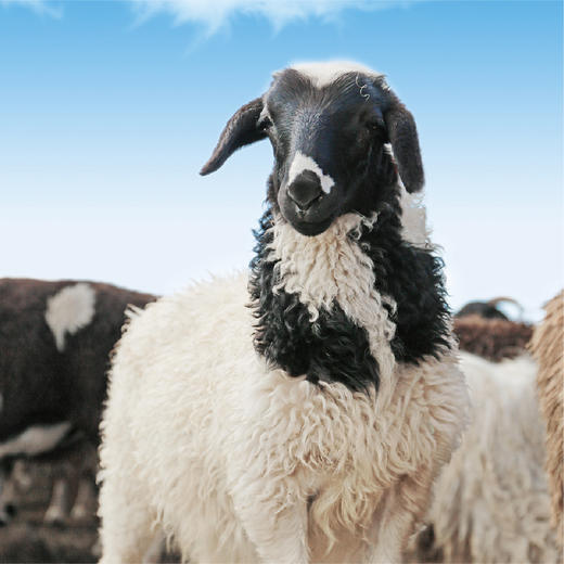 【家庭首选】【巴音布鲁克羔羊原切羊肉，精品分割】【气调锁鲜 顺丰到家】 商品图3