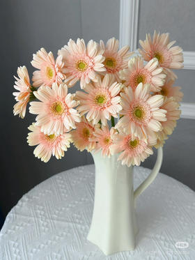 小扶郎浅香槟色（圣托里尼）