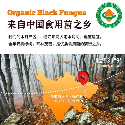 【有机黑木耳】四川山林养肉厚软糯木耳 商品图1